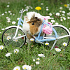 guinea-pig-470697_1920.jpg